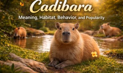 Cadibara Explained Meaning Habitat Behavior and Why It Is So Popular